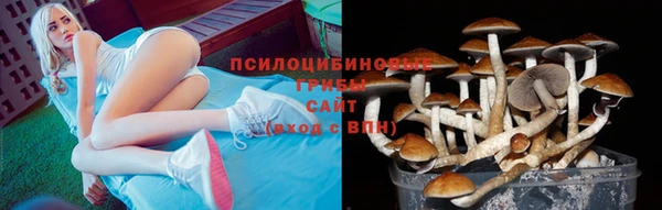 прущие грибы Лабытнанги